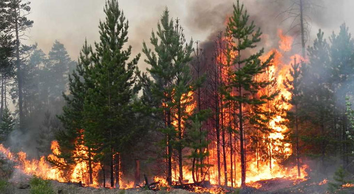 Реферат: Лесные пожары